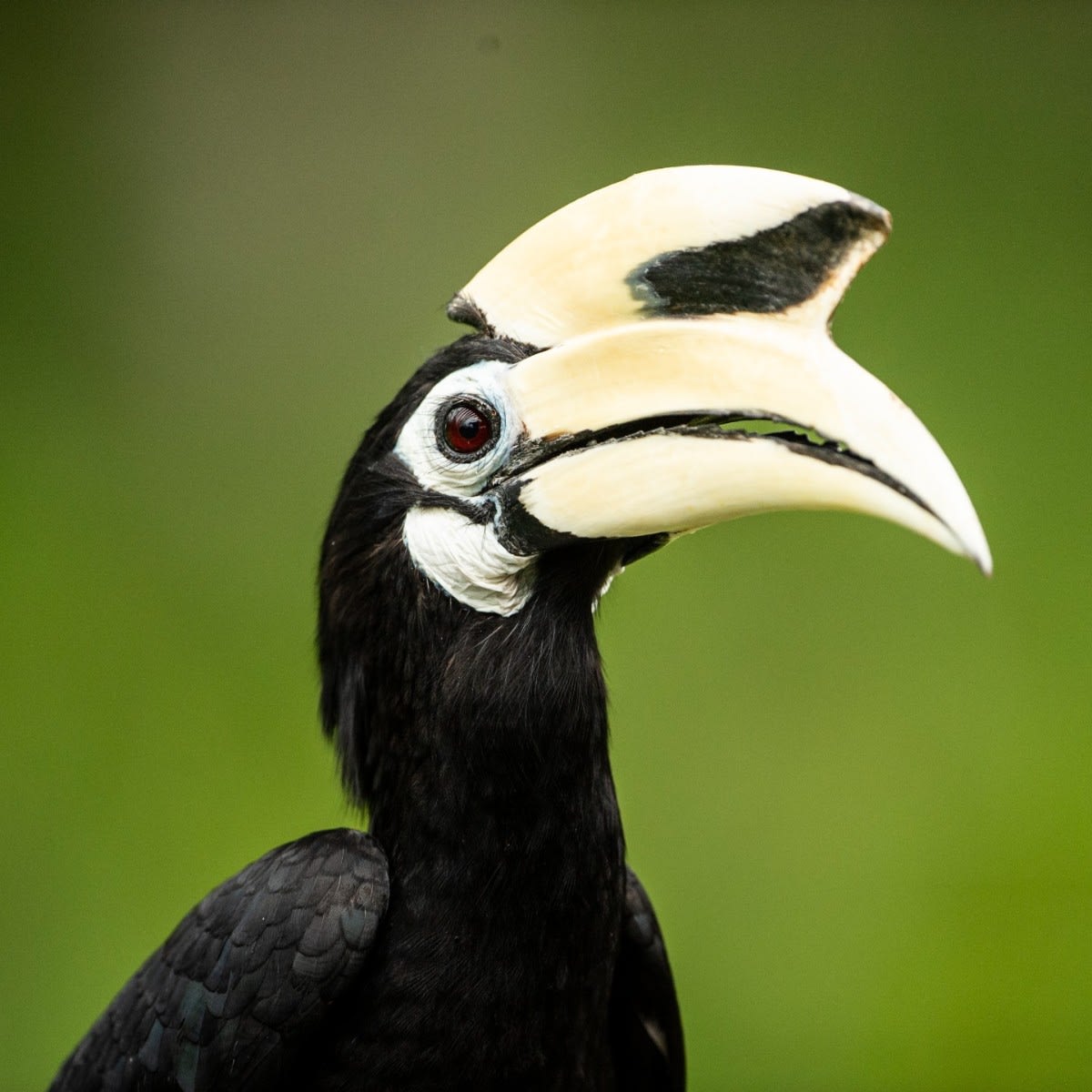 Of the 54 species of hornbill, the Oriental pied has the most diverse diet, from fruit to bats! Eden: Untamed Planet explores some of the world's most isolated landscapes. Find out where to watch in your region → https://t.co/kSO2jOdEqC EarthOnLocation by © Cede Prudente