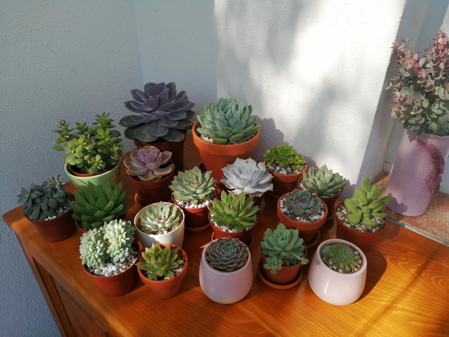 My precious indoor garden