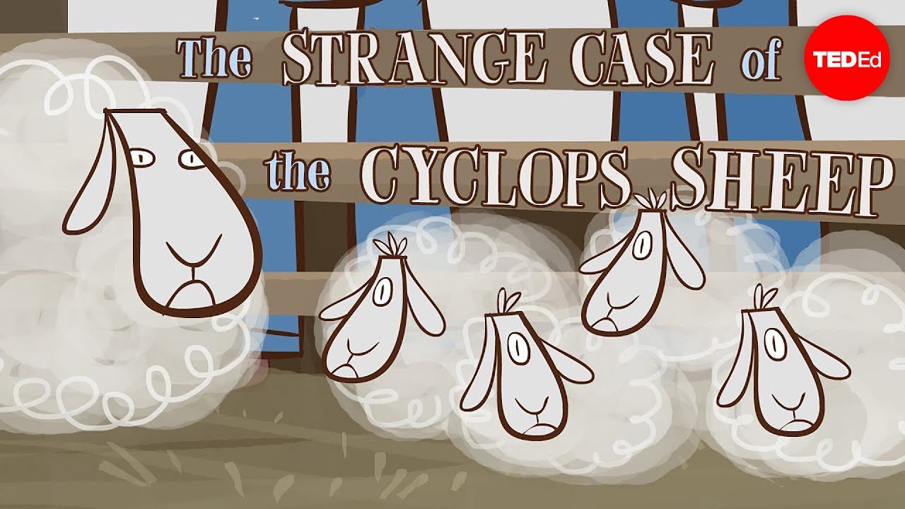 The strange case of the cyclops sheep - Tien Nguyen