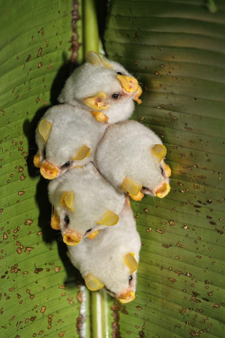 Honduran white bats roost under “tents” of leaves, which protects them from the sun and makes them invisible to predators. When the sun shines through the leaves of their tent, it makes the bats' white coat appear green, making them hard to spot!