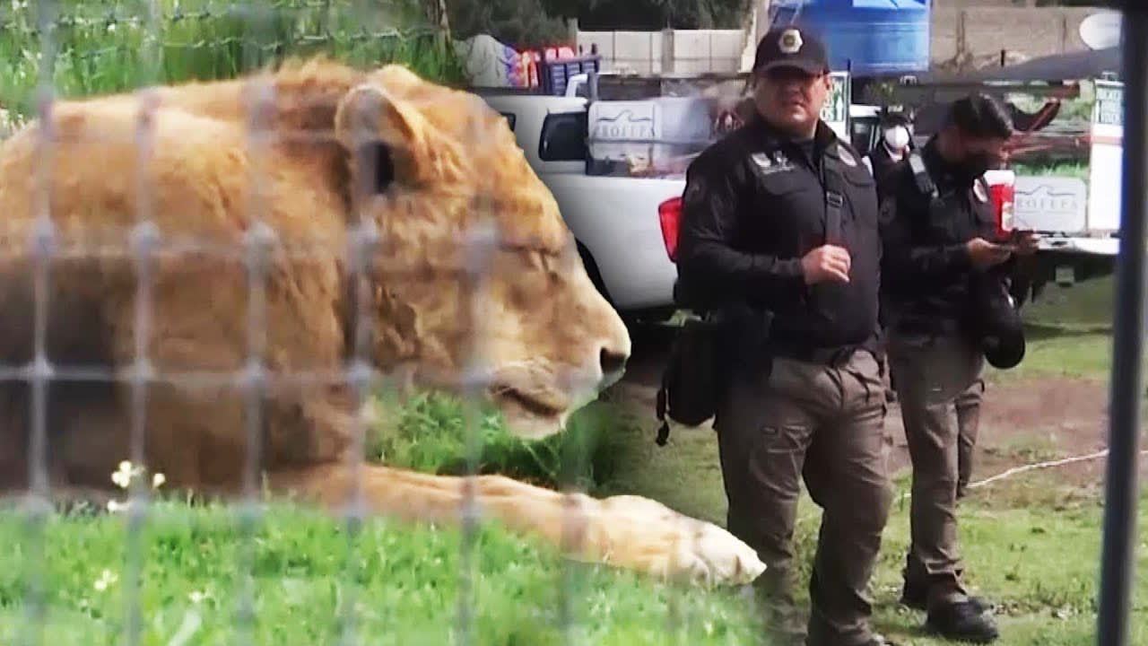 Authorities Raid Animal Sanctuary for Alleged Bad Conditions
