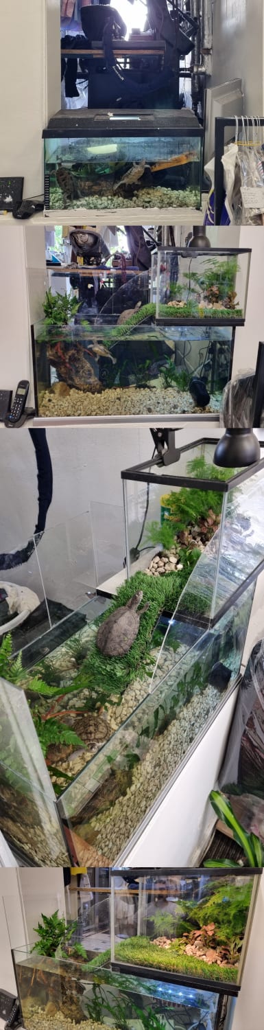 Before & After of a terrapin tank refurbishment. My friend's original tank was too small for this pair of 15 year olds. So I decided to build them a loft extension! This was my first proper DIY set-up and I'm happy with how it turned out..