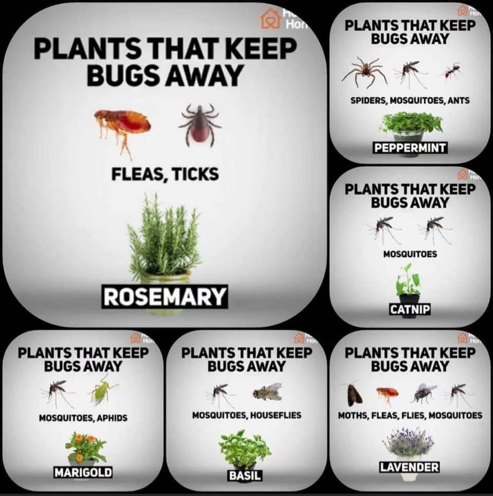 Plants that keep bugs away