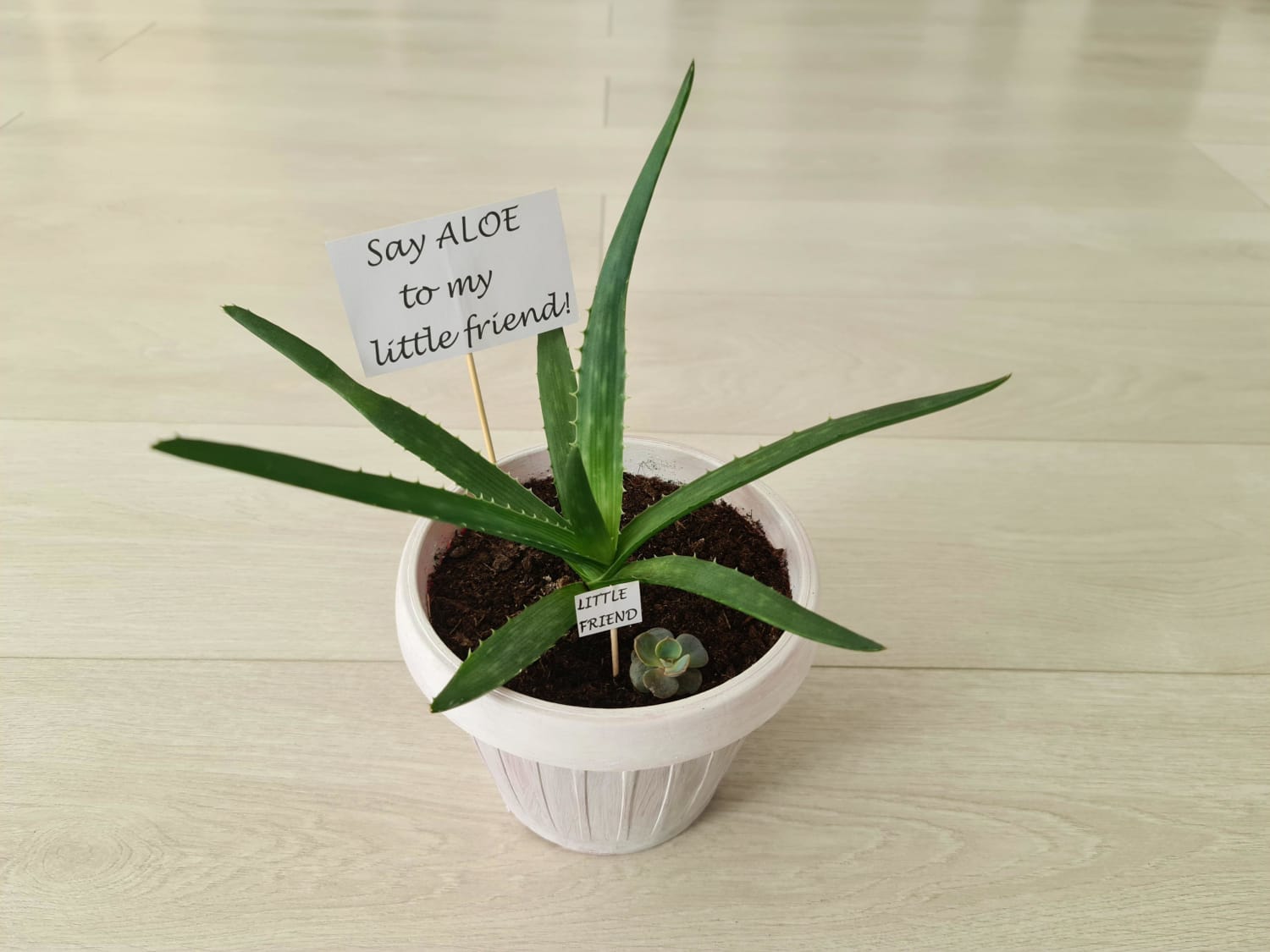 New BFFs! Aloe Vera + Echeveria (Perle von Nurnberg)
