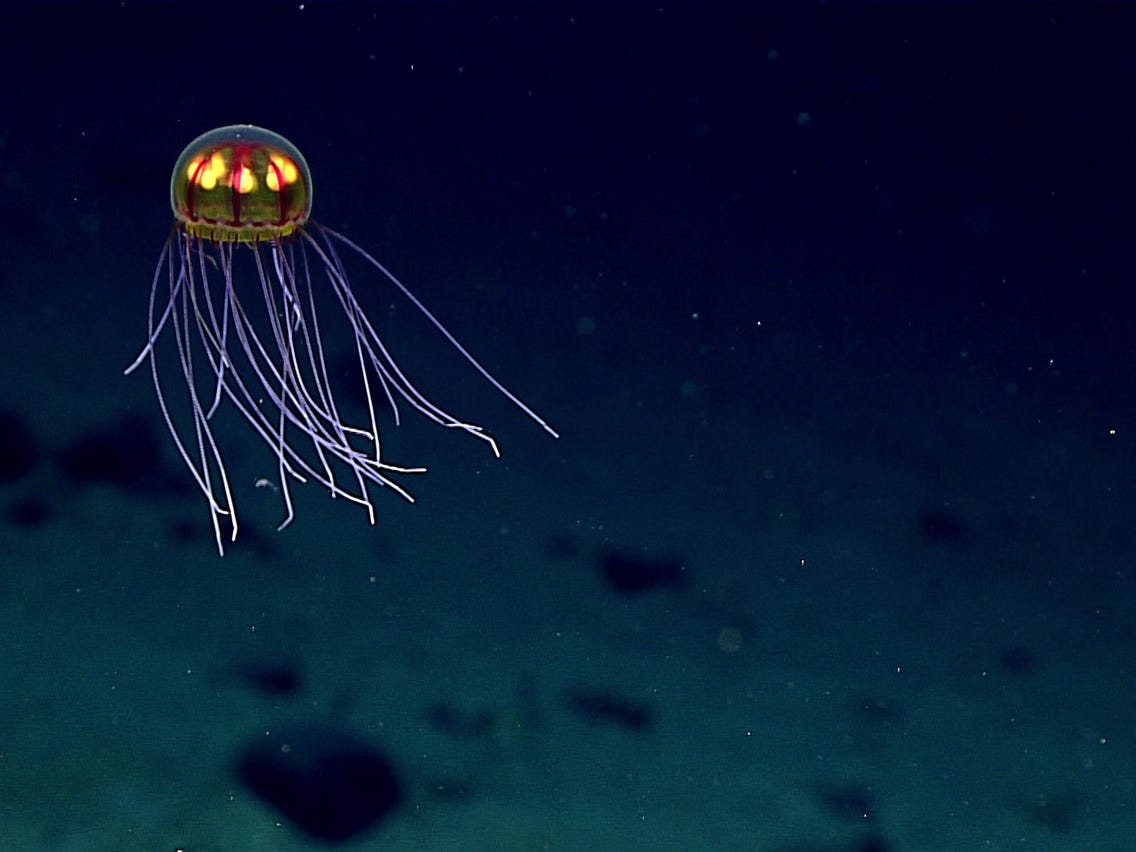 A new species of Jellyfish discovered very deep in the Marianas Trench!