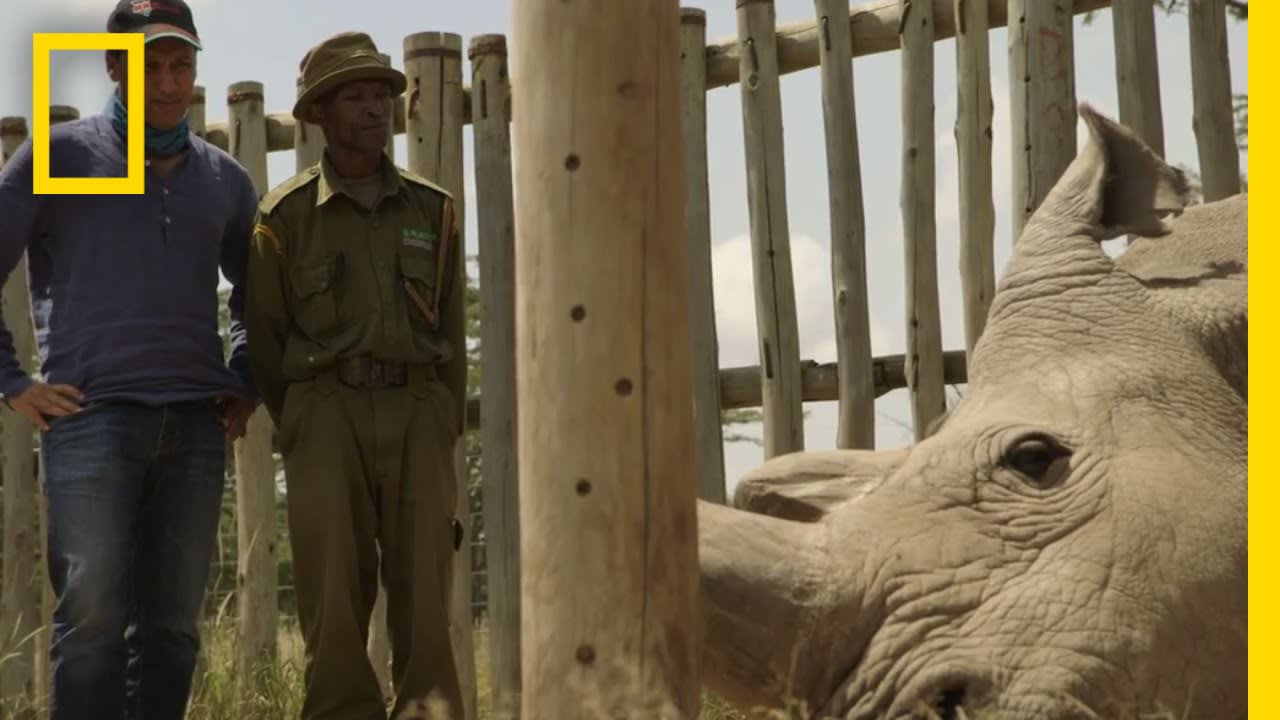The Last Northern White Rhinos | Years of Living Dangerously