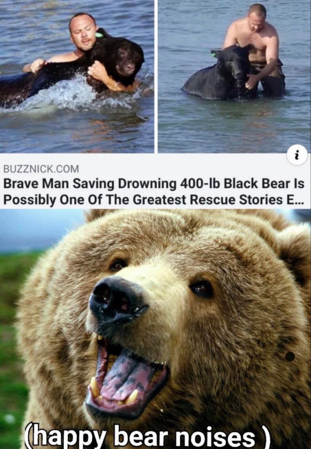 Bears are great