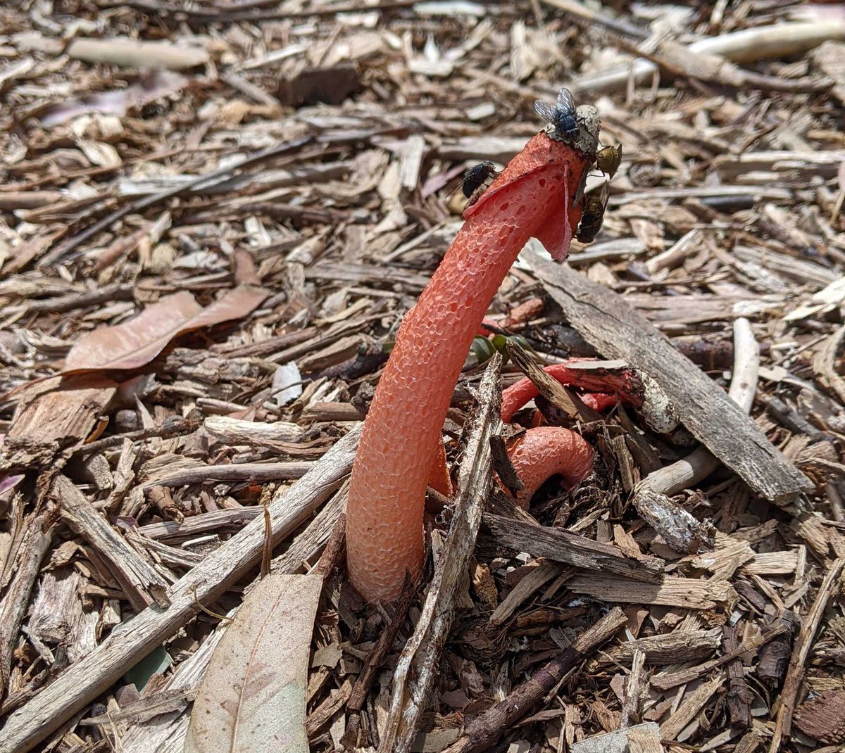 Behold... the stinky penis mushroom! We're not kidding. This stinkhorn species is called Phallus rubicundus, and these beautiful specimens grow around the world, from southern and eastern United States to Australia! 📷: