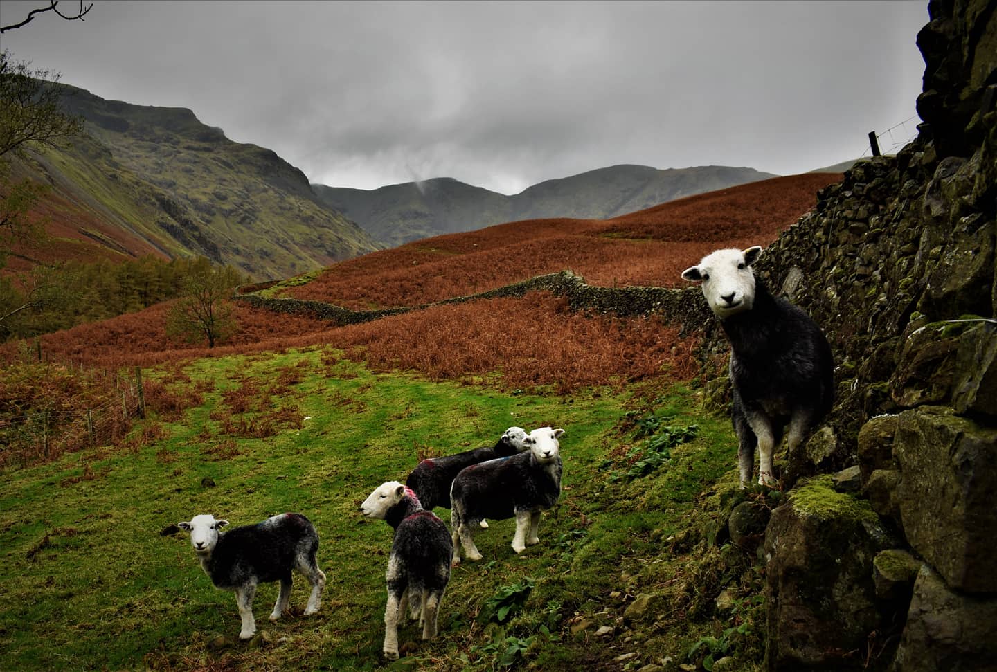 Looking back through old photos, this one was a soaking wet day on the way up to Great Gable when I stumbled into the wrong neighbourhood, Lake District National Park, UK