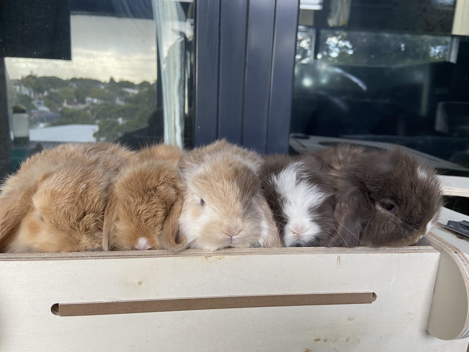 jam, biscuit , ???, crumpet and muffin help me name the middle !