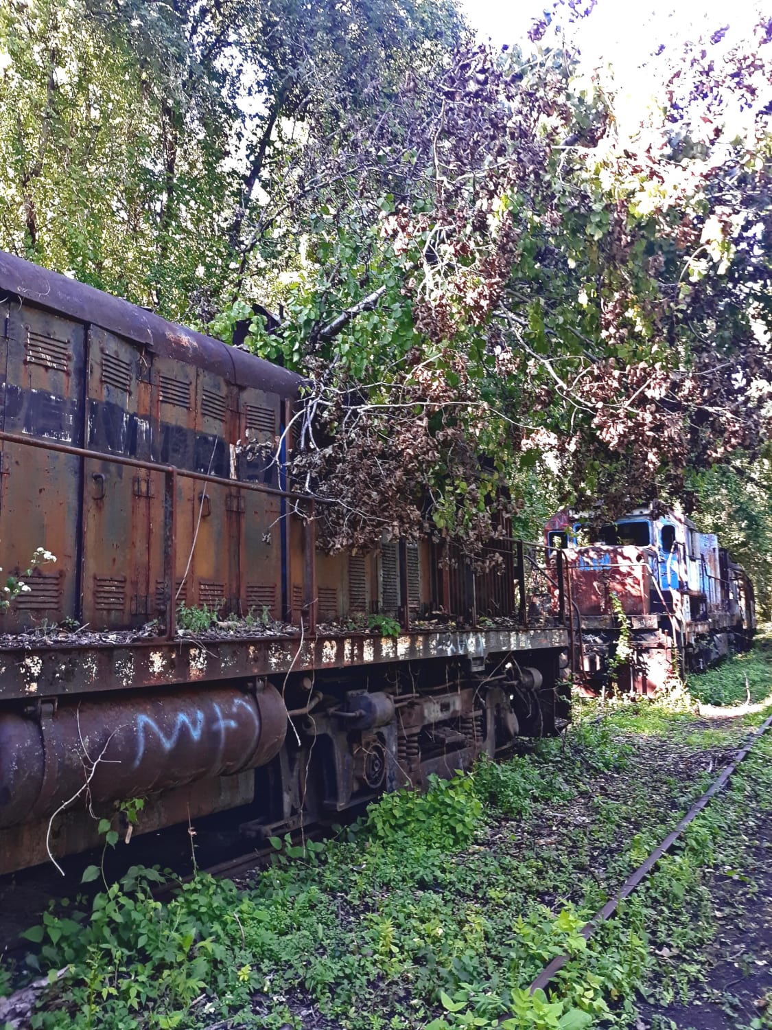 Abandoned train cars in the woods Upstate NY