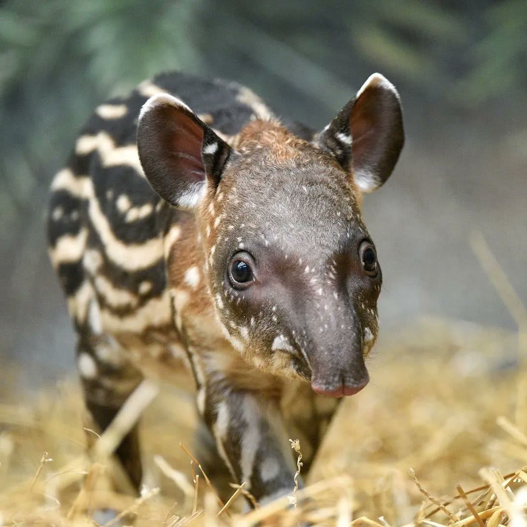 Baby tapirs are striped for camouflage. this will fade into the plain brown of adults over six months. Native to South and Central America, these animals feed on berries and other tender young vegetation, which their grip with their prehensile nose 📷