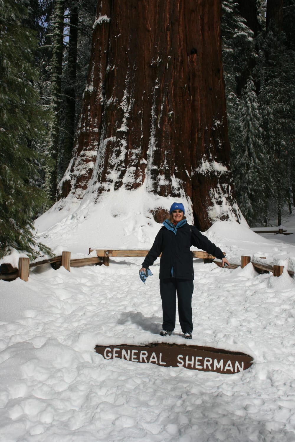 The bottom of General Sherman, Sequoia National Park