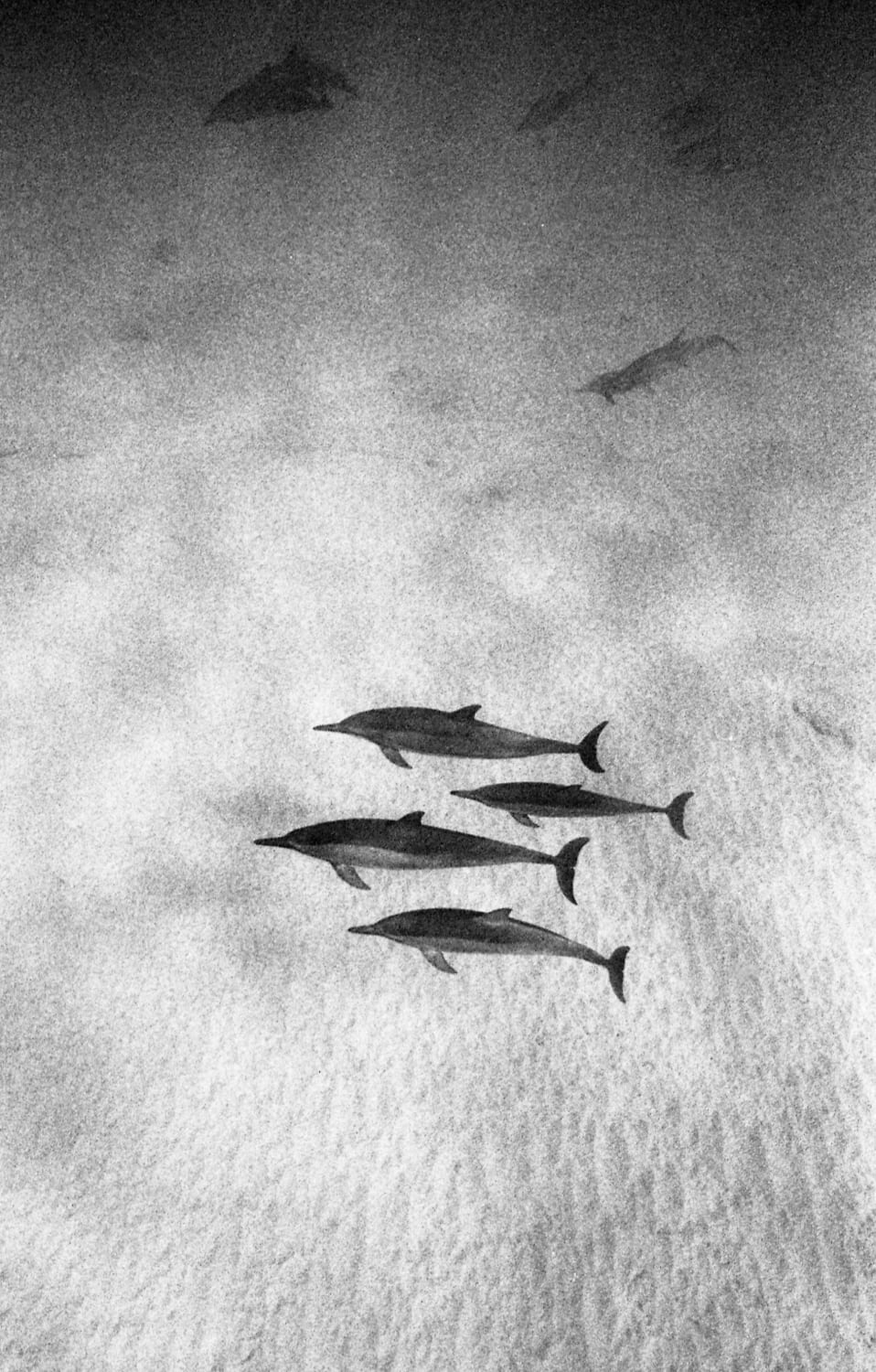 It was a really quiet, calm morning in the water. We saw some splashing in the distance and stayed on the surface where we were - sure enough, a pod of spinners swam past and I managed to take *three* photos. Lucky shot! Nikonos v/hp5
