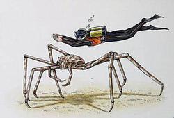 Size comparison between a deepwater Japanese Spider Crab and a scuba diver