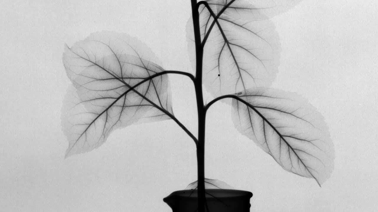 X-ray timelapse of fluid movement in plants, stop-motion animation, sensor teardown/repair [21:27]