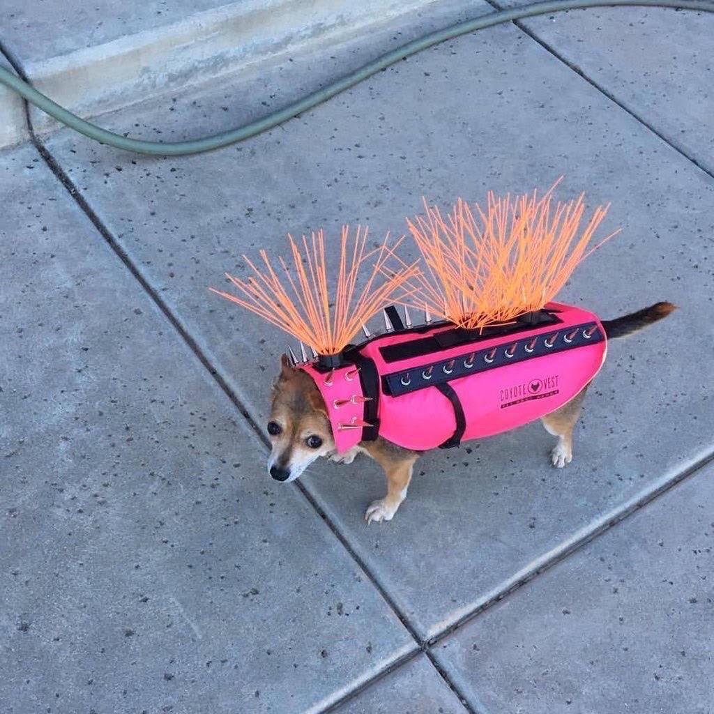 A chihuahua wearing a anti hawk and coyote vest
