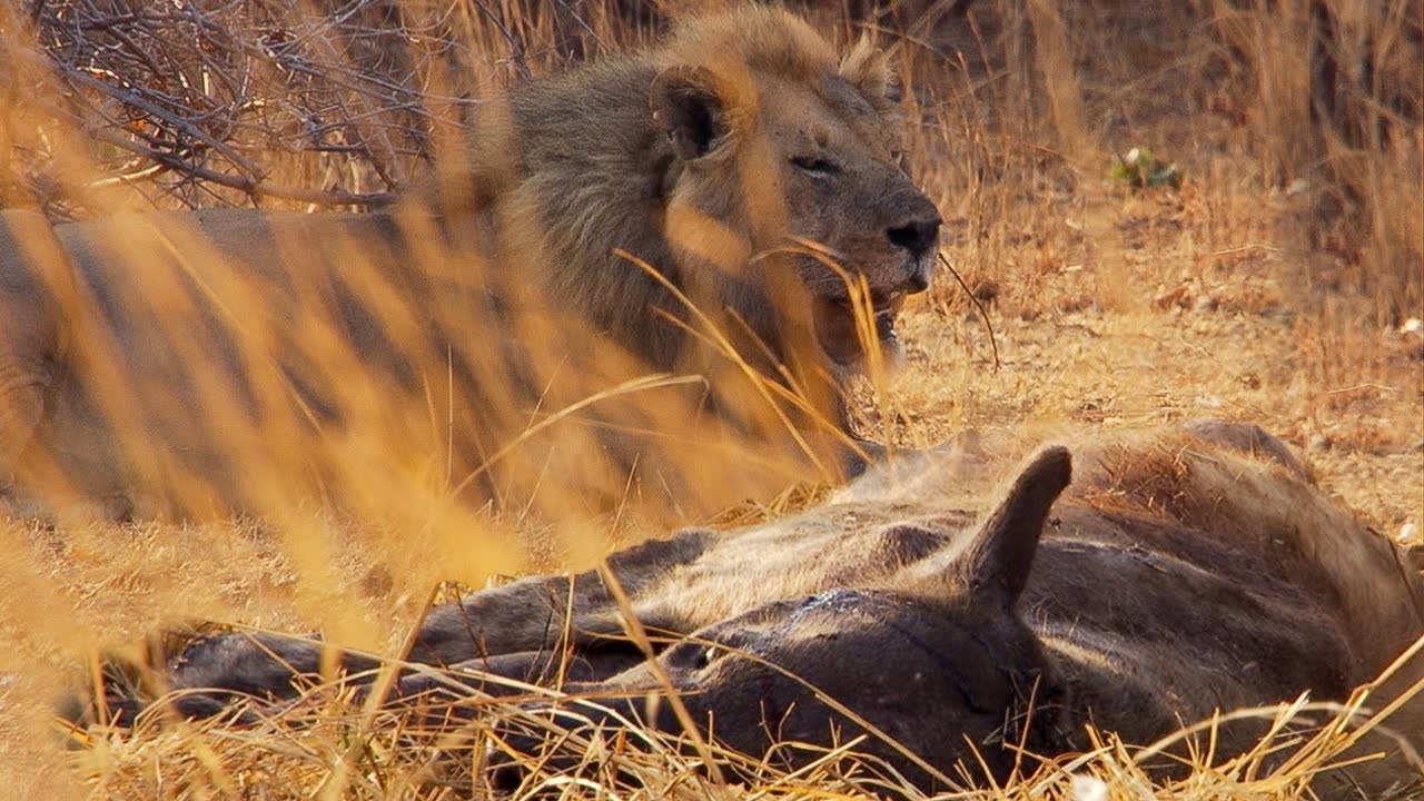 Eternal Adversaries: Lions and Hyenas | BBC Earth