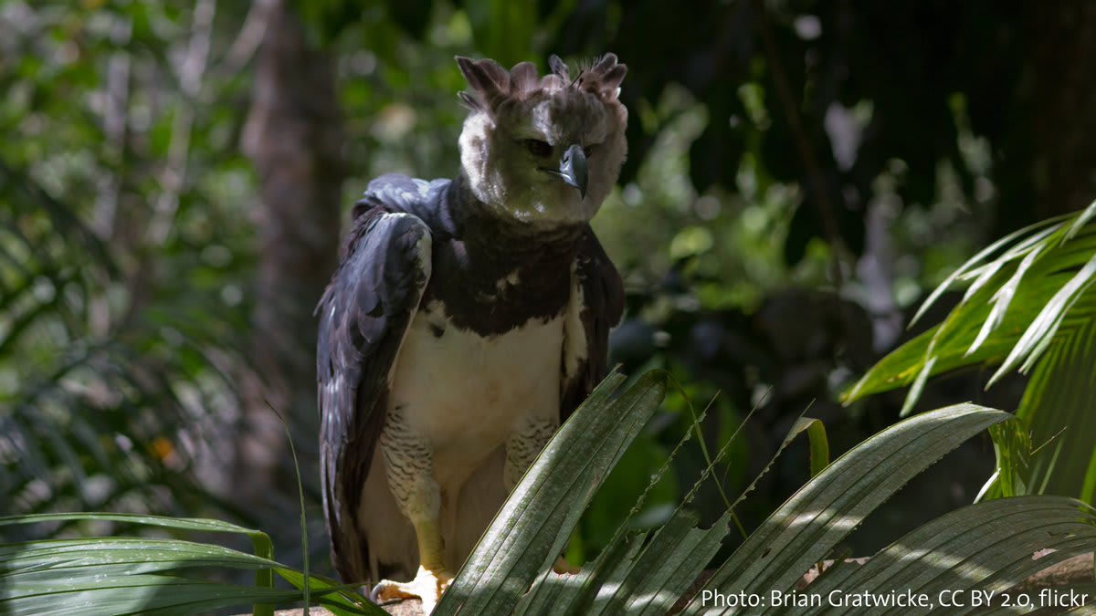Meet the Harpy Eagle. This apex predator inhabits forests in Central & South America where it hunts monkeys, sloths, & sometimes even small deer. Some of its impressive features include long talons that resemble bear claws, a ~6.6-ft- (2-m)- long wingspan, & a hooked beak.