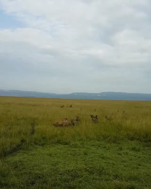 Pack of Hyenas chose the wrong day to hunt a Lion
