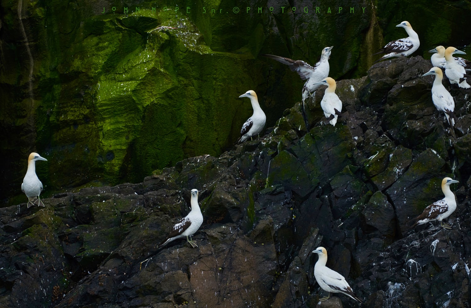 Gannets on The Rock