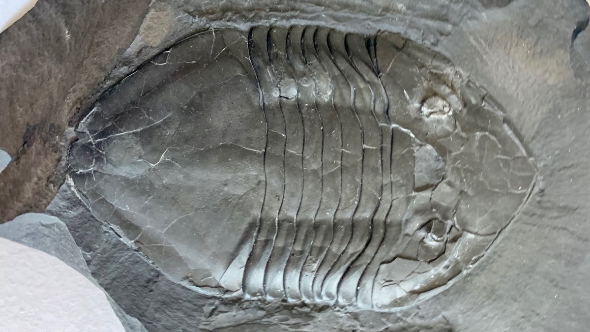 Welcome to #TrilobiteTuesday! The Sugar River Formation near Watertown, New York, features beautifully preserved Ordovician-age fauna, including trilobites like this 5-inch- (12.7-centimeter-) Isotelus gigas.