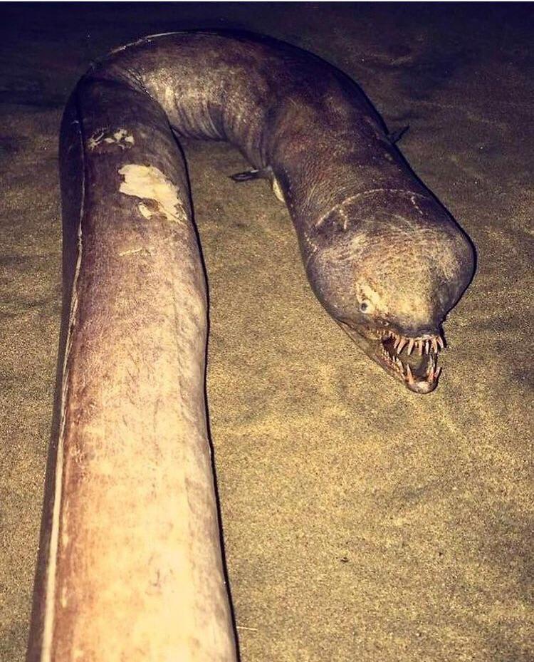 Things in the depths. Snaggle toothed eel found on the beach in puerto vallarta , Mexico. Tropical eel found in eastern central Pacific ocean. Can reach 3.5 ft