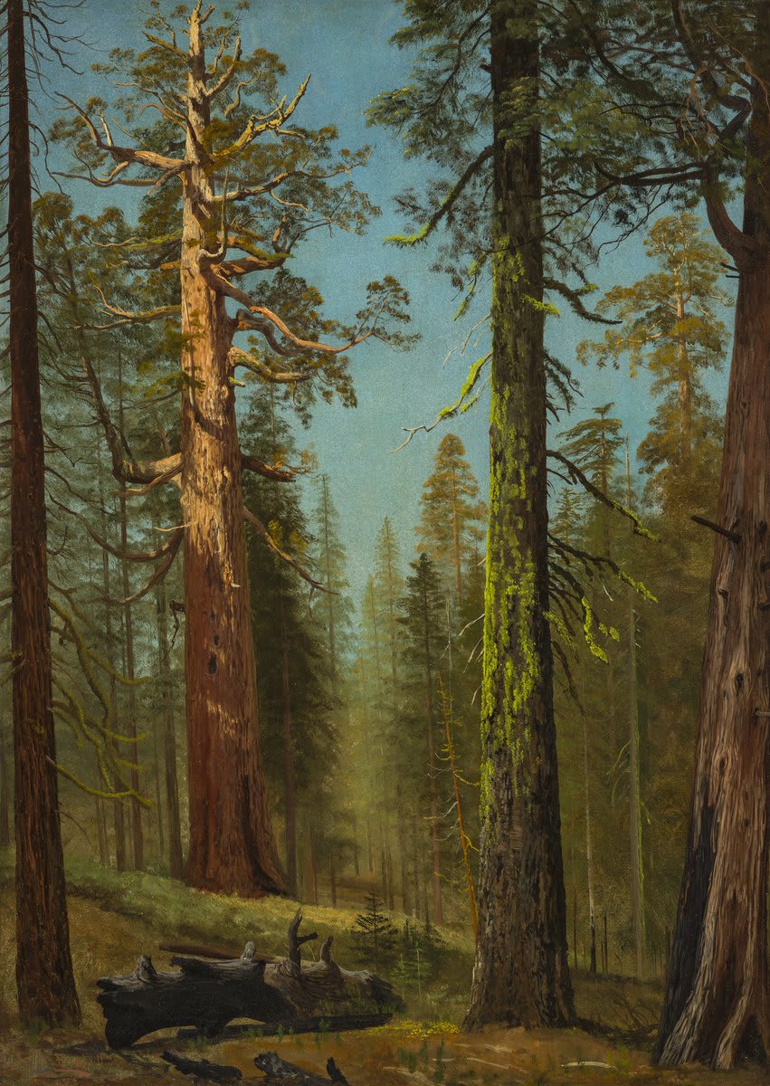It's #WorldEnvironmentDay! Collection highlight pictured here: "The Grizzly Giant Sequoia, Mariposa Grove, California," Albert Bierstadt, circa 1872-1873.