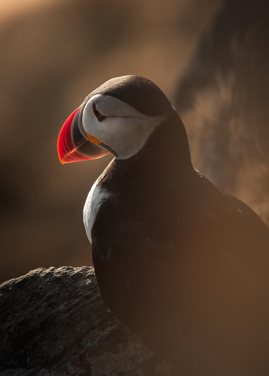 ITAP of a puffin at sunset