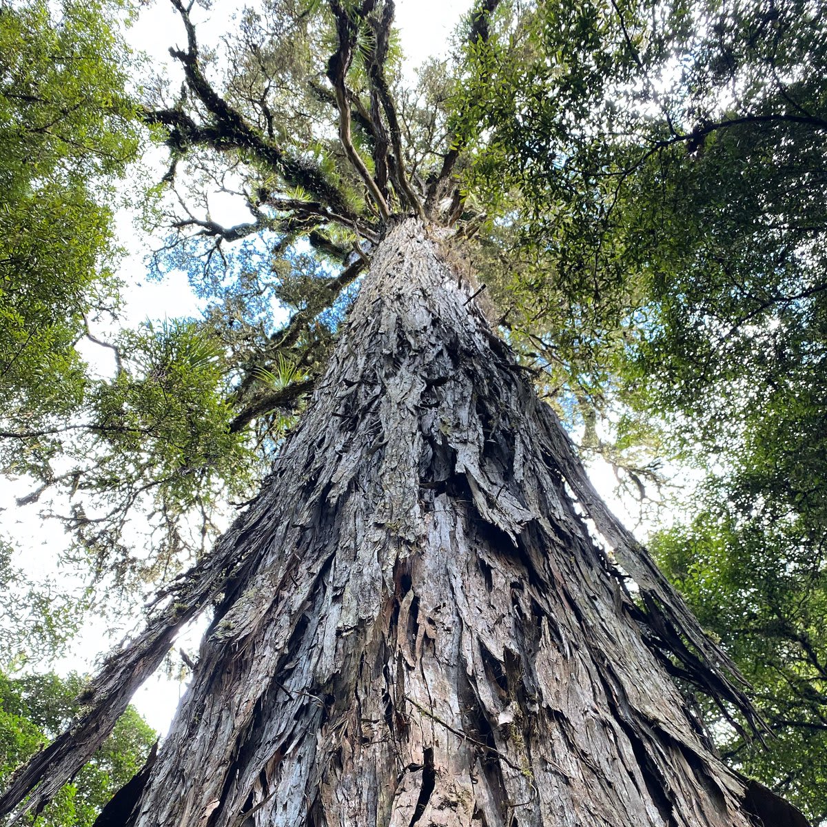 + : George McKenzie Jr (IG // georgemckenziejr) : Whirinaki Te Pua-a-Tane Conservation Park This Totara Tree is over 1000 years old and it symbolizes life and growth to the indigenous Maori community.