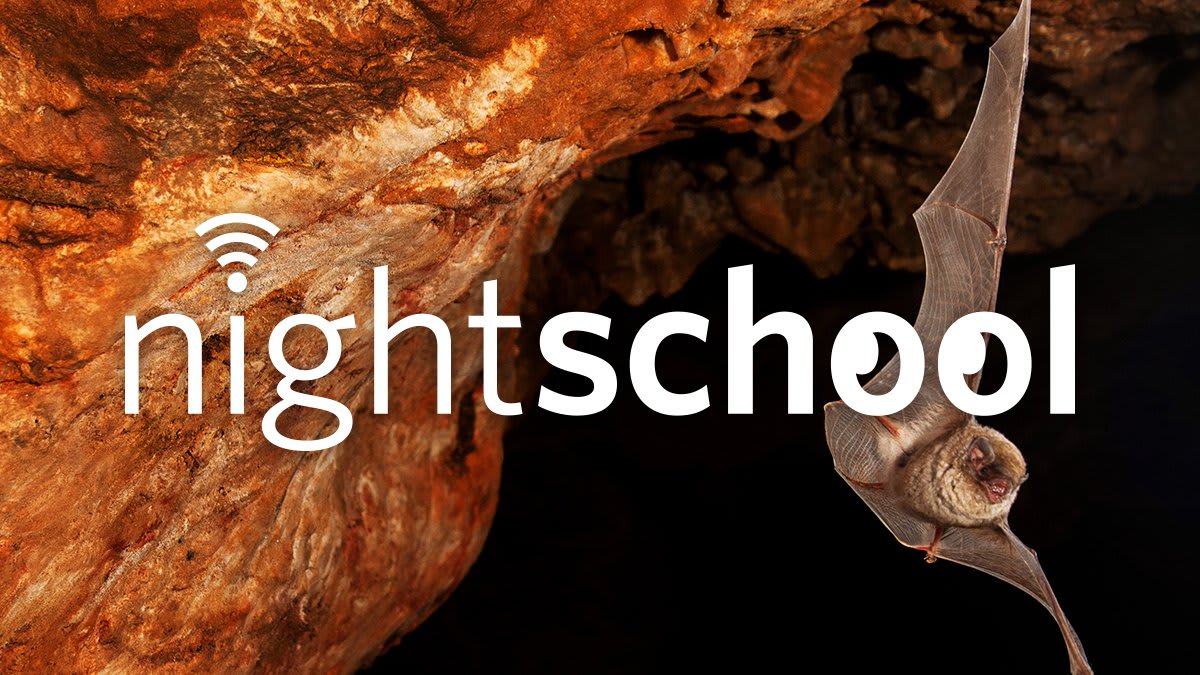 Tonight on NightSchool we ask questions like: How do hundreds of thousands of bats exit a cave without crashing into each other? What creatures live in the subterranean estuaries on Mexico's Yucatán Peninsula & how? 🦇 Watch live at 7pm PT: