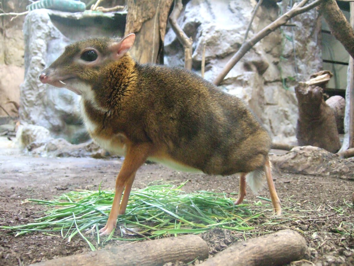 Mouse or deer? In the tropical forests of S.E. Asia lives an ungulate known as the lesser mouse deer. An adult can grow to about the size of a rabbit—around 18-22 in long (45-56 cm)—making it the smallest known even-toed hoofed animal in the world! [📸: Sakurai Midori]