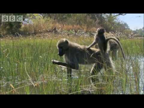 Baboons wading through water - Planet Earth - BBC animals & wildlife