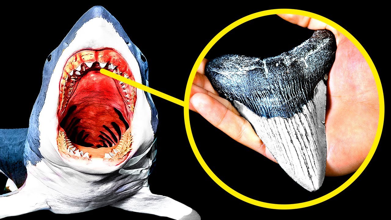 How to Find a Megalodon Tooth And How Much It's Worth
