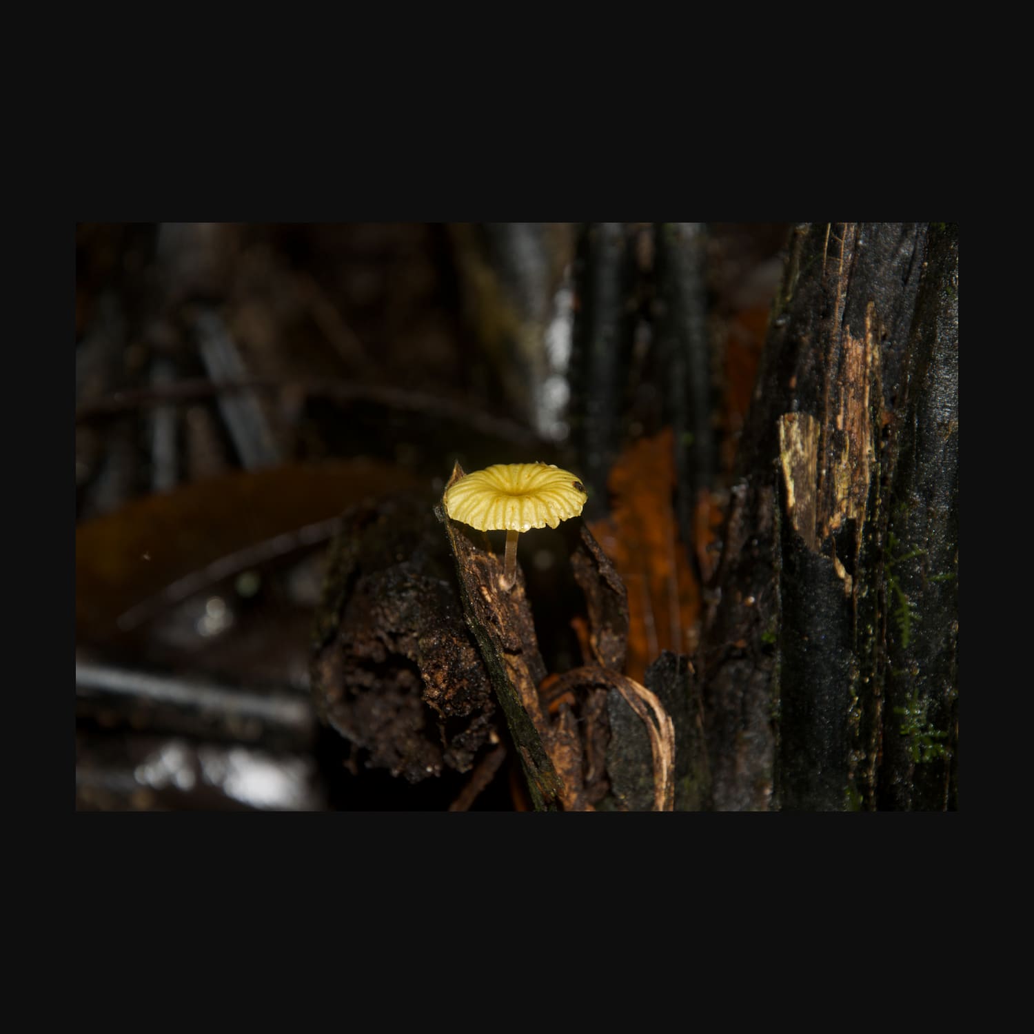 Yellow mushroom with guest, Manú National Park, Peru