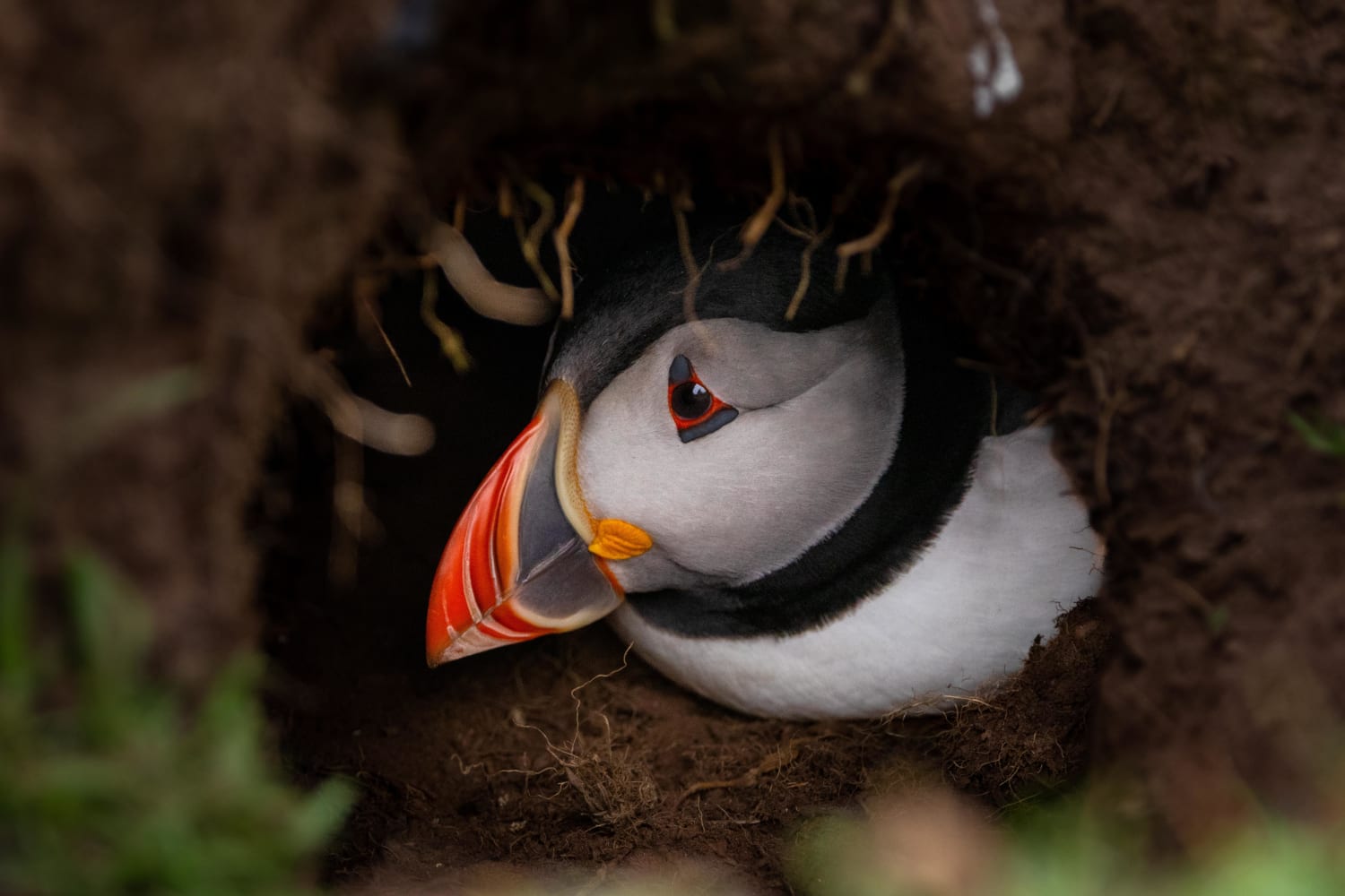 A Puffin in its Burrow