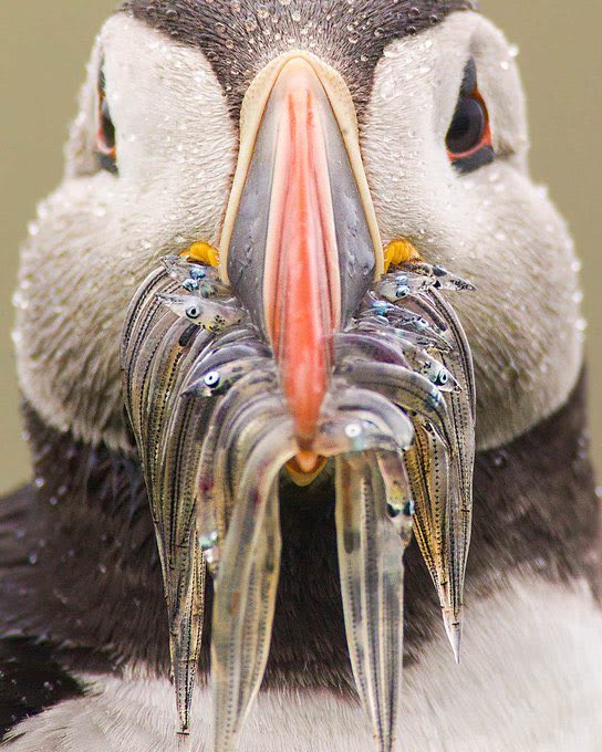 Puffin on a diet! Stunning image by Sunil Gopalan. Can you guess the number of fishes this puffin is having?
