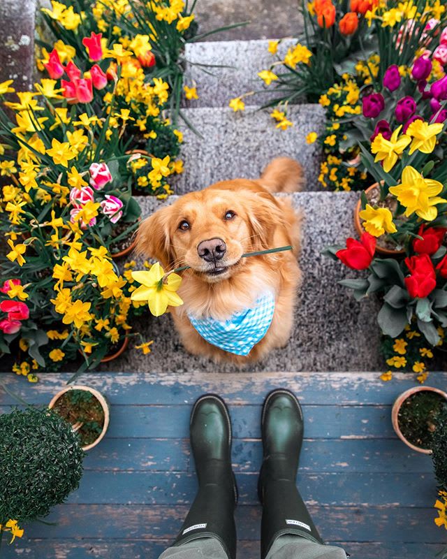 If spring was an image it would be this one from @KJP 💛 Ready to greet you at your door with warmth and daffodils! What is your favourite sign of spring?