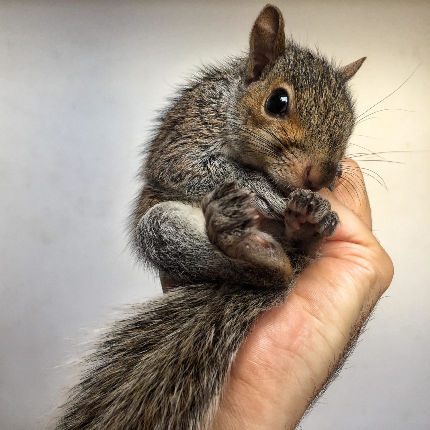 ITAP of a baby squirrel I raised and nursed back to health