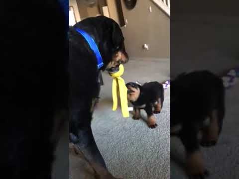 Rottweiler Puppy and Dog Growl At Each Other And Play Tug of War - 1066394