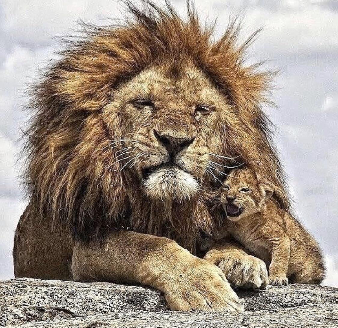 Happy Little Lion Cub And Papa