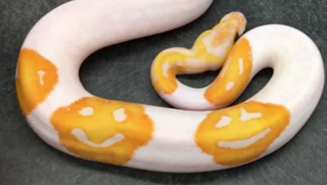 Man takes 8 years to breed python with yellow smilies on it's back.