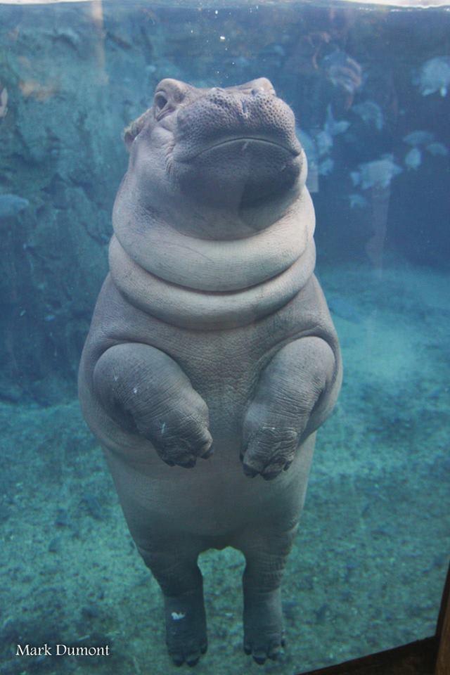 Baby hippo resembles pug when standing
