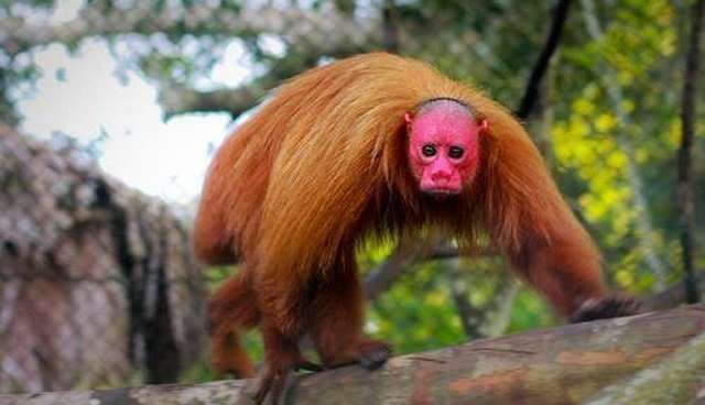 This is the Bald Uakari Monkey with a bright crimson face, shaggy brown coat & a bob-like tail. The vivid redness of the face is indicative of good health & is much more appealing to females because of its natural immunity to malaria. Uakari is on the verge of extinction due to hunting/ habitat loss