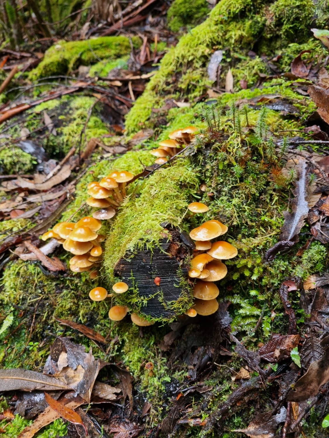 I would love some help identifying these its in Tasmania
