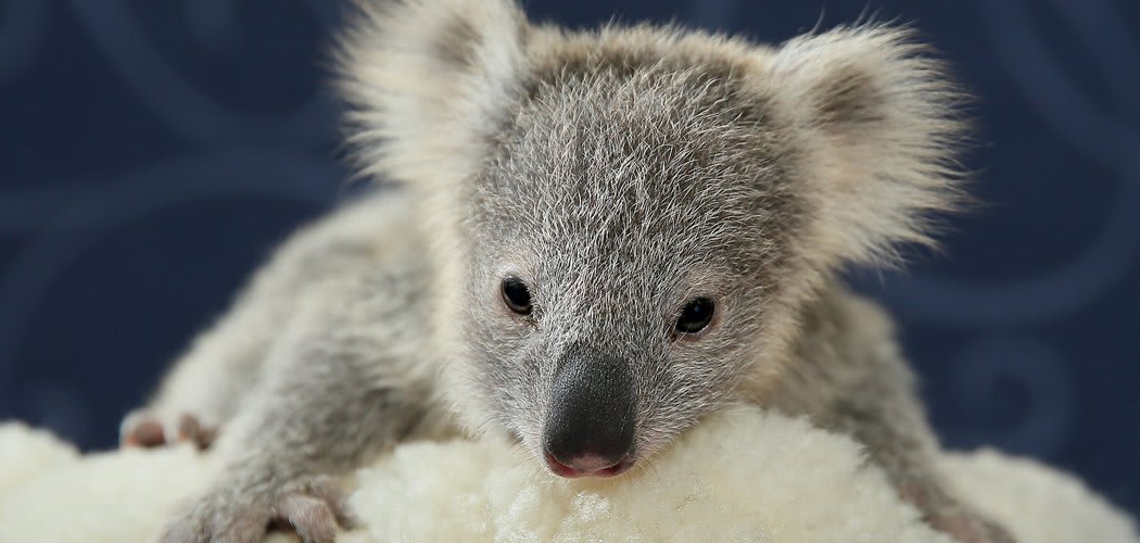POTD Baby koala rescued during recent storms in New South Wales, Australia (Rex)