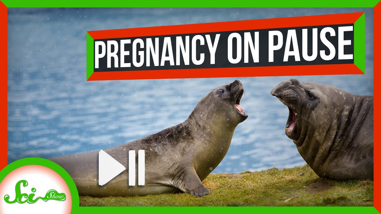 Some Mammals Can Just… Pause Pregnancy