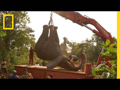 How to Move a Two-Ton Elephant to Safety | Short Film Showcase