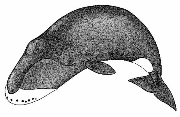 There Are Whales Alive Today Who Were Born Before Moby Dick Was Written