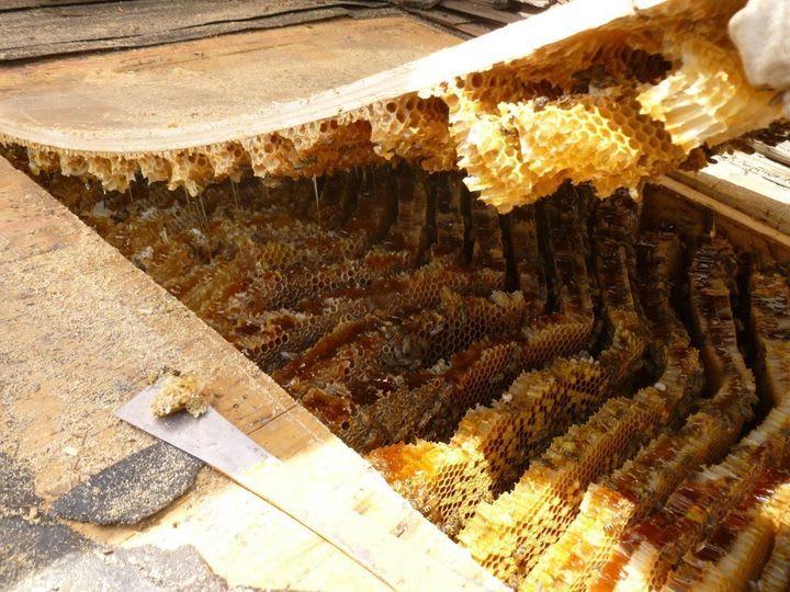 Infestation turns roof into massive beehive.